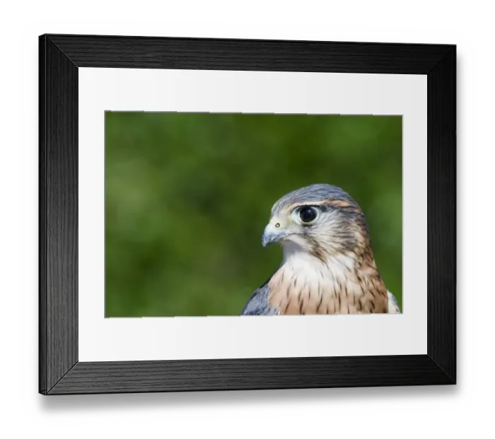 Framed Print : Merlin Falco columbarius close up of males head Framed Print : Merlin Falco columbarius close up of males head