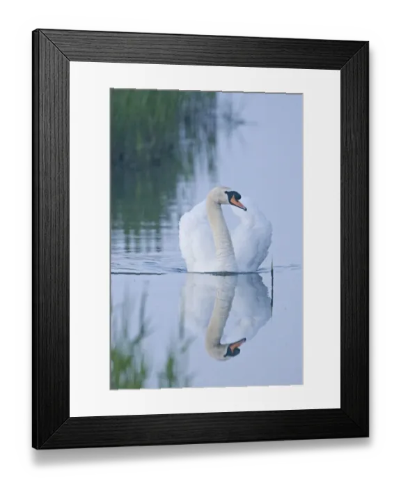 Framed Print : Mute Swan Cygnus olor male (cob) Cley Norfolk April Framed Print : Mute Swan Cygnus olor male (cob) Cley Norfolk April
