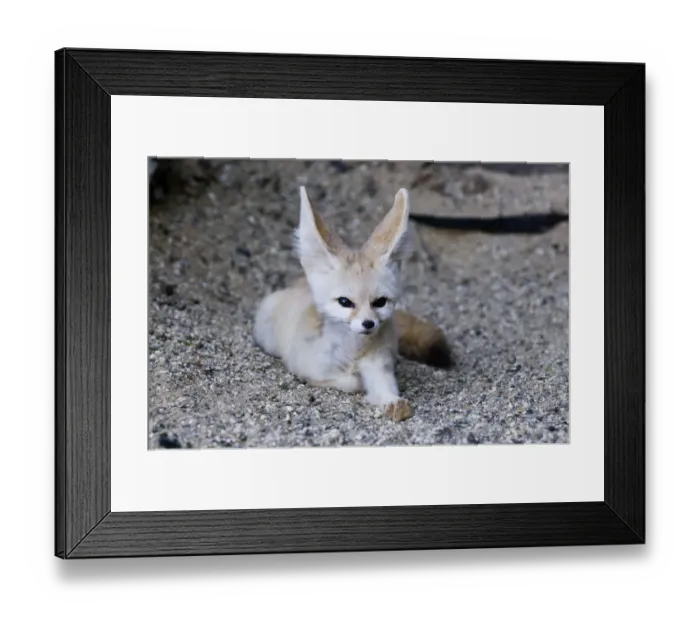 Framed Print : Fennec Desert Fox Fennecus zerda captive Framed Print : Fennec Desert Fox Fennecus zerda captive