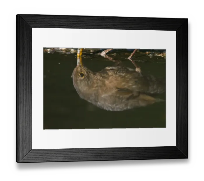 Framed Print : Reflection of female Blackbird Turdus merula drinking from puddle Norfolk spring Framed Print : Reflection of female Blackbird Turdus merula drinking from puddle Norfolk spring