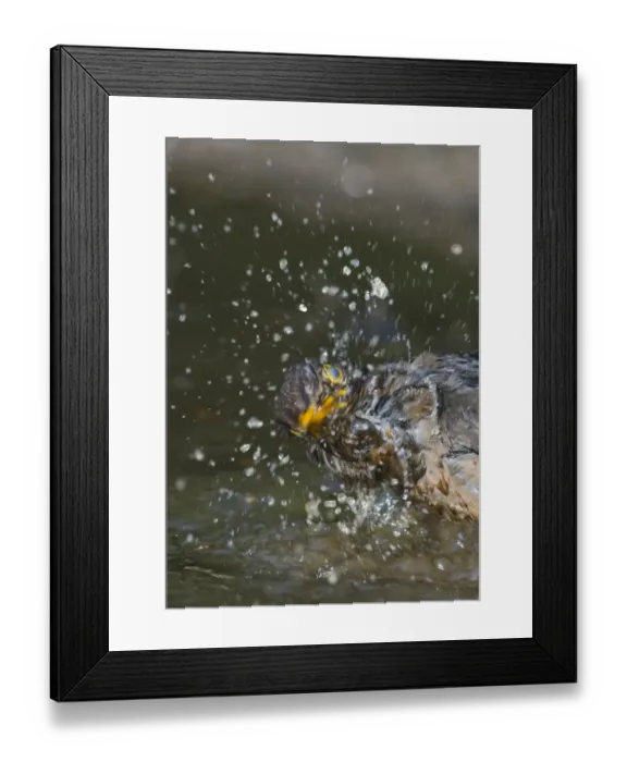 Framed Print : Blackbird Turdus merula female bathing in puddle Norfolk spring Framed Print : Blackbird Turdus merula female bathing in puddle Norfolk spring