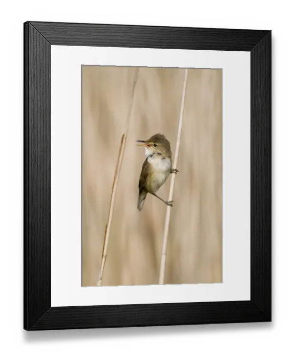 Framed Print : Reed Warbler Acrocephalus scirpaceus Norfolk spring Framed Print : Reed Warbler Acrocephalus scirpaceus Norfolk spring