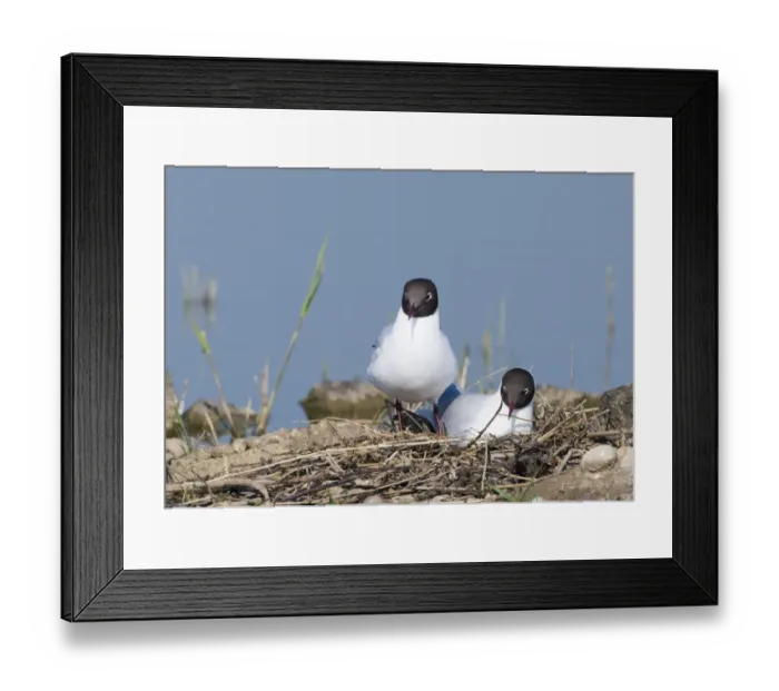 Framed Print : Black-headed Gull Larus ridibundus pair at nest on scrape at Minsmere RSPB Reserve