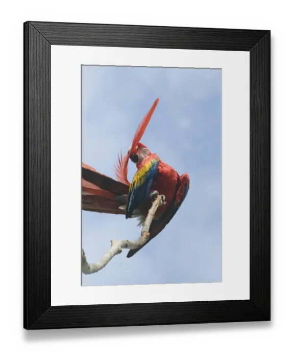 Framed Print : Scarlet Macaw Ara maccao preening Guatemala Framed Print : Scarlet Macaw Ara maccao preening Guatemala