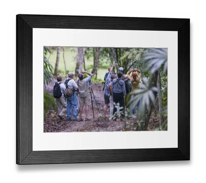 Framed Print : Birding group on trail in lowland tropical rainforest Peten Guatemala Framed Print : Birding group on trail in lowland tropical rainforest Peten Guatemala