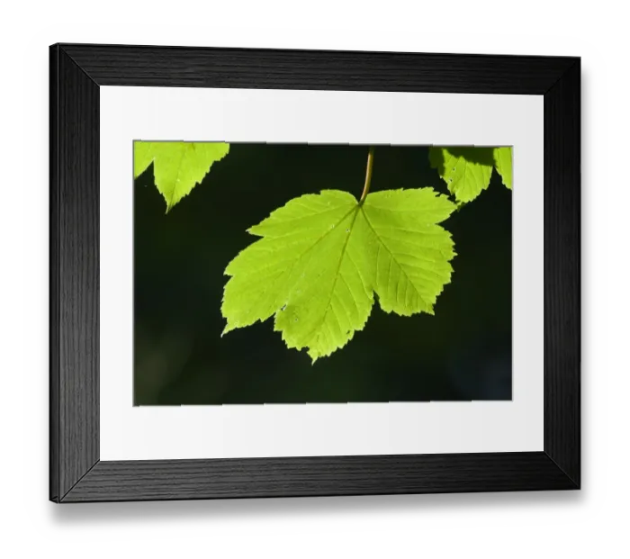 Framed Print : Sycamore Leaves in spring Norfolk April Framed Print : Sycamore Leaves in spring Norfolk April
