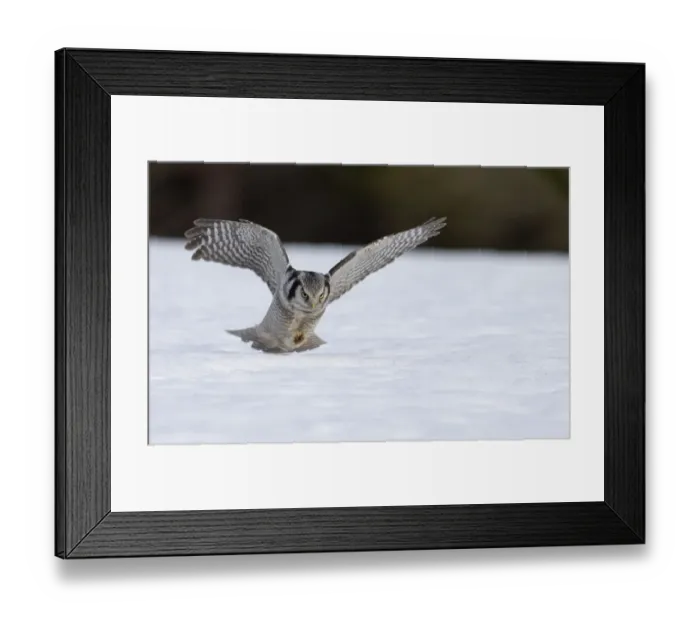 Framed Print : Hawk Owl Surnia ulula pouncing on a vole nr Vaala Finland March Framed Print : Hawk Owl Surnia ulula pouncing on a vole nr Vaala Finland March