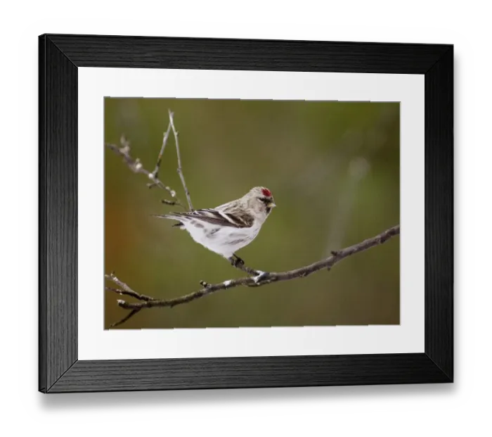 Framed Print : Arctic Redpoll Carduelis hornemmani Northern Finland March Framed Print : Arctic Redpoll Carduelis hornemmani Northern Finland March