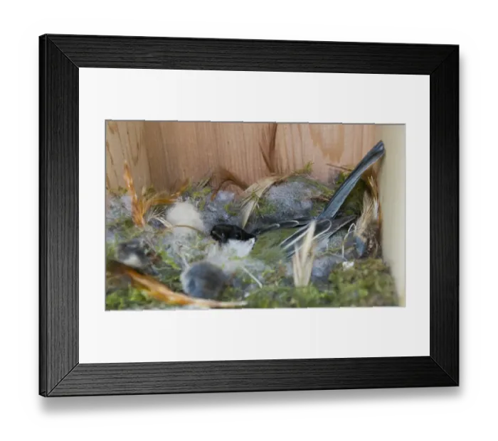 Framed Print : Great Tit Parus major incubating eggs in nest box Norfolk April Framed Print : Great Tit Parus major incubating eggs in nest box Norfolk April