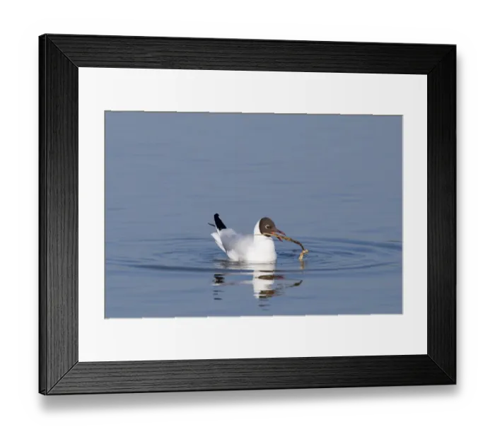 Framed Print : Black-headed Gull Larus ridibundus adult with nest material on scrape at Minsmere Framed Print : Black-headed Gull Larus ridibundus adult with nest material on scrape at Minsmere