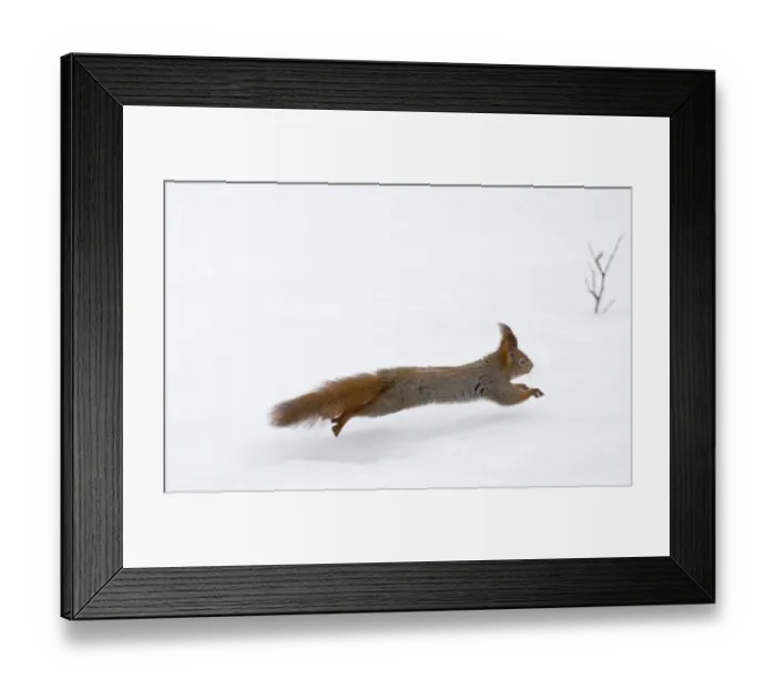 Framed Print : Red Squirrel Sciurus vulgaris running across snow Finland winter Framed Print : Red Squirrel Sciurus vulgaris running across snow Finland winter