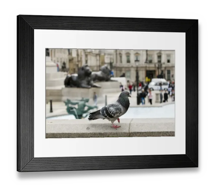 Framed Print : Feral Pigeon in Trafalgar Square London Framed Print : Feral Pigeon in Trafalgar Square London