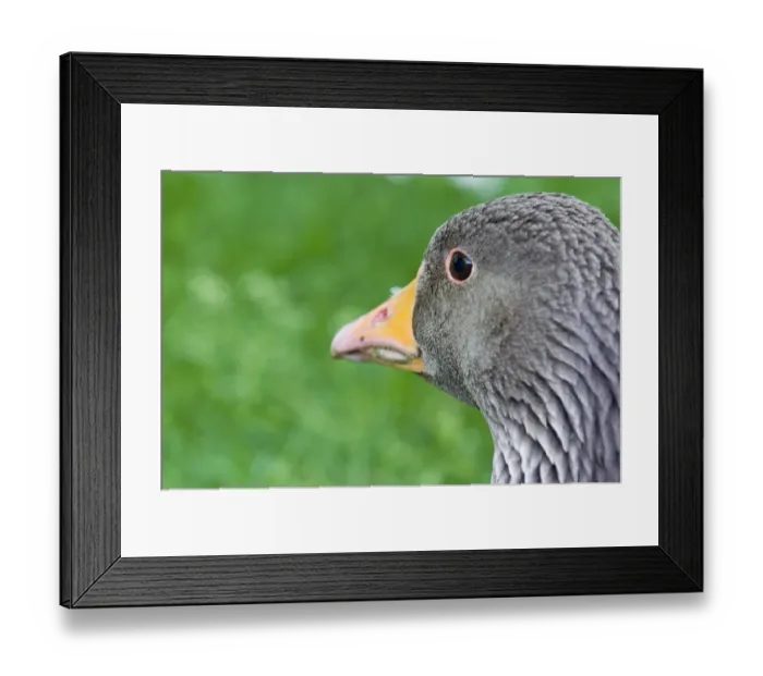 Framed Print : Greylag Goose Anser anser Cley Norfolk April Framed Print : Greylag Goose Anser anser Cley Norfolk April