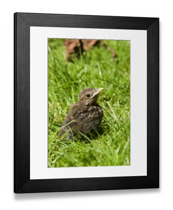 Framed Print : Blackbird Turdus merula fledgling in garden UK Framed Print : Blackbird Turdus merula fledgling in garden UK
