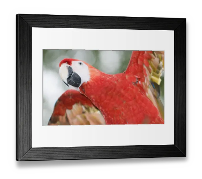 Framed Print : Scarlet Macaw Ara macao Guatemala Framed Print : Scarlet Macaw Ara macao Guatemala