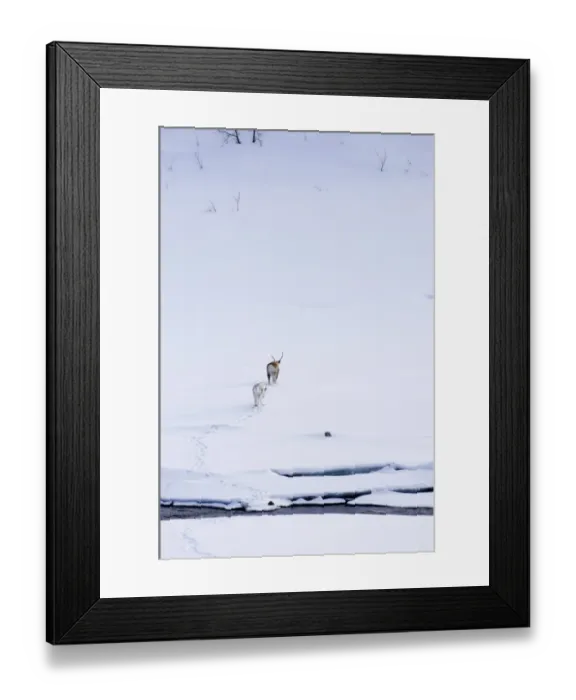 Framed Print : Reindeer & calf Lapland winter Framed Print : Reindeer & calf Lapland winter