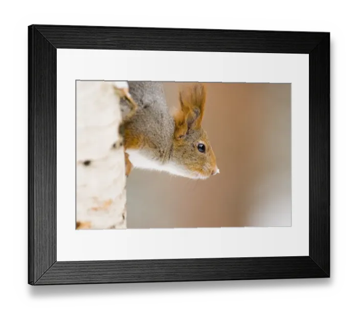 Framed Print : Red Squirrel Sciurus vulgaris Finland winter Framed Print : Red Squirrel Sciurus vulgaris Finland winter