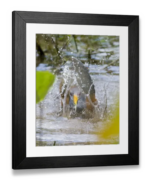 Framed Print : Grey necked Wood Rail bathing Aramides cajanea Tikal Guatemala Framed Print : Grey necked Wood Rail bathing Aramides cajanea Tikal Guatemala