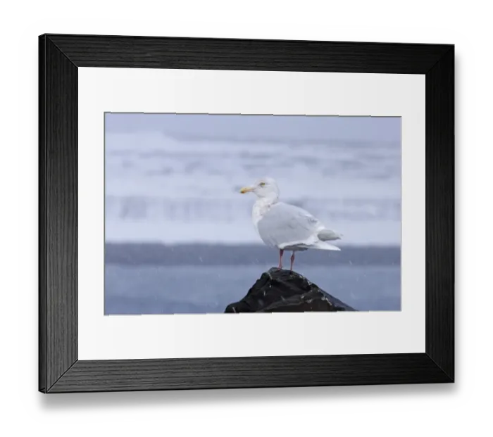 Framed Print : Glaucous Gull Larus hyperboreus adult Varanger Fjord Norway March Framed Print : Glaucous Gull Larus hyperboreus adult Varanger Fjord Norway March