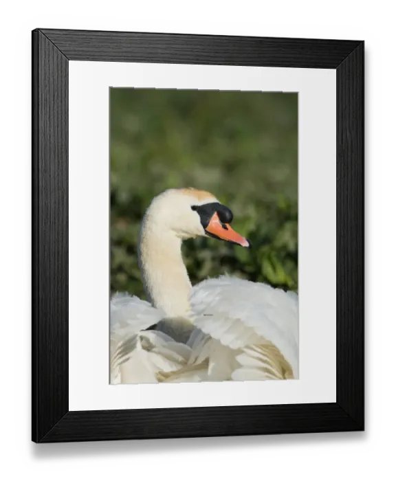 Framed Print : Mute Swan Cygnus olor male (cob) Cley Norfolk Framed Print : Mute Swan Cygnus olor male (cob) Cley Norfolk