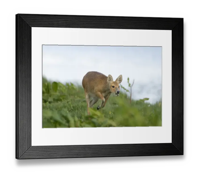 Framed Print : Chinese Water Deer Hydropotes intermis Cley Norfolk April Framed Print : Chinese Water Deer Hydropotes intermis Cley Norfolk April