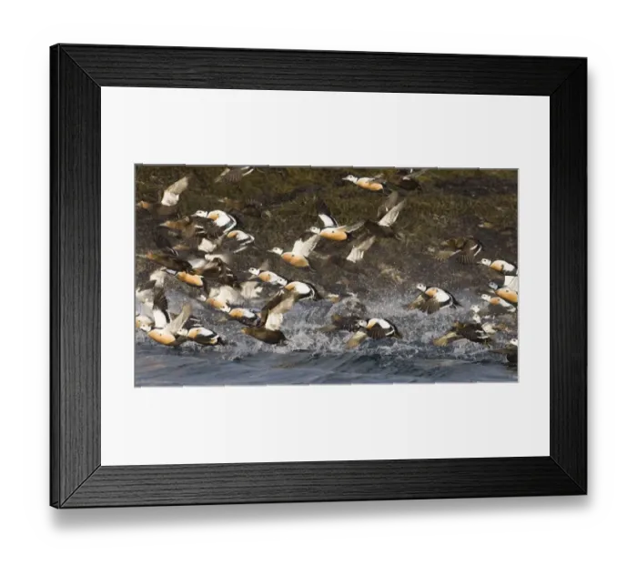 Framed Print : Stellers Eider Polysticta stelleri flock exploding from the sea Varanger Fjord Norway Framed Print : Stellers Eider Polysticta stelleri flock exploding from the sea Varanger Fjord Norway