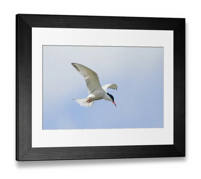 Framed Print : Common Tern Sterna hirundo Cley Norfolk April Framed Print : Common Tern Sterna hirundo Cley Norfolk April