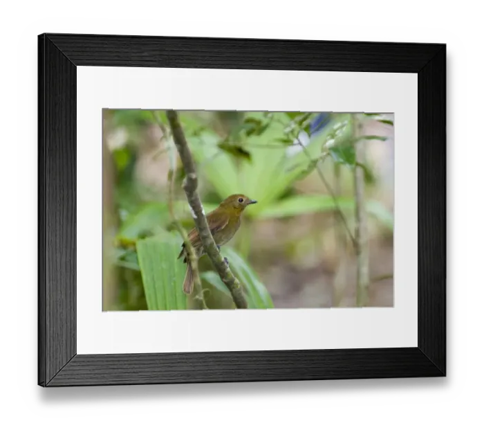 Framed Print : Thrush-Like Mourner Schiffornis turdinus Peten Guatemala Framed Print : Thrush-Like Mourner Schiffornis turdinus Peten Guatemala