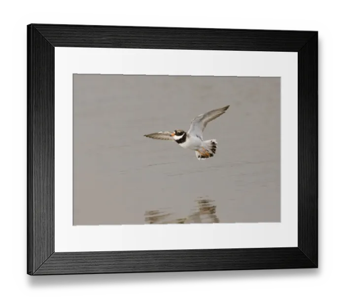 Framed Print : Ringed Plover Charadrius hiaticula adult spring Norfolk Framed Print : Ringed Plover Charadrius hiaticula adult spring Norfolk