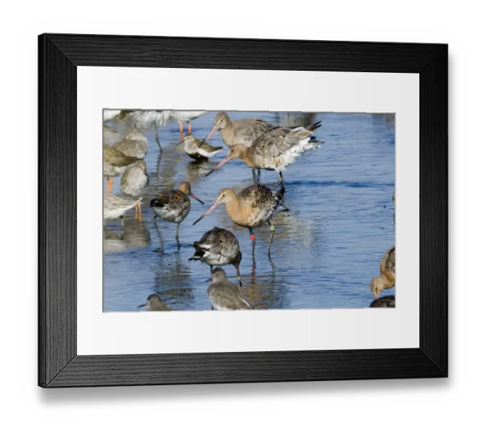 Framed Print : Black-tailed Godwit Limosa limosa colour ringed bird in high tide roost at Snettisham Framed Print : Black-tailed Godwit Limosa limosa colour ringed bird in high tide roost at Snettisham