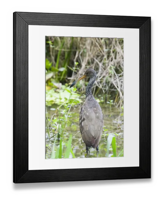 Framed Print : Limpkin Aramus g. gaurauna Peten Guatemela Framed Print : Limpkin Aramus g. gaurauna Peten Guatemela