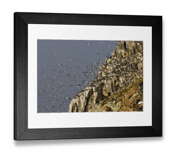 Framed Print : Guilemots Uria aalge returning to their nest ledges in early spring Hornoya Island Framed Print : Guilemots Uria aalge returning to their nest ledges in early spring Hornoya Island