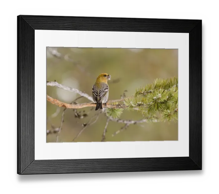 Framed Print : Pine Grosbeak Pinicola enucleator female or 1st w male in forest Finnish Lapland March Framed Print : Pine Grosbeak Pinicola enucleator female or 1st w male in forest Finnish Lapland March