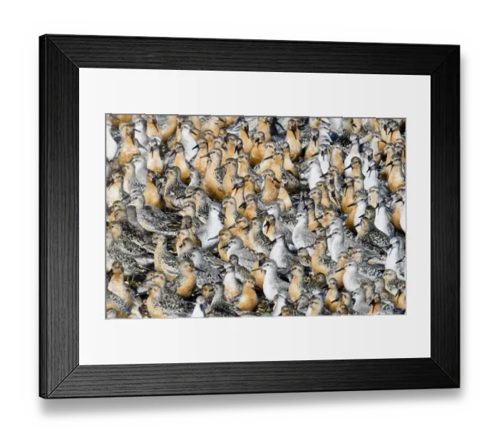 Framed Print : Knot Calidris canutus at high tide roost on island in gravel pit at Snettisham RSPB Framed Print : Knot Calidris canutus at high tide roost on island in gravel pit at Snettisham RSPB