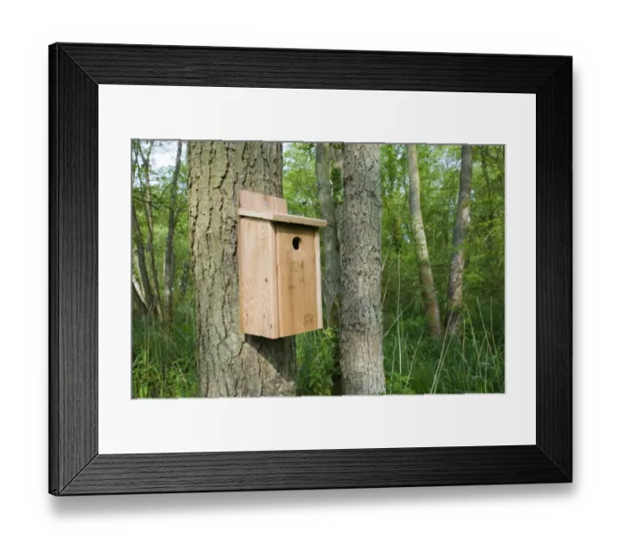Framed Print : Nest box in wood Norfolk spring