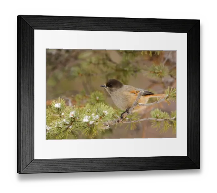 Framed Print : Siberian Jay Perisoreus infaustus Northern Finland March