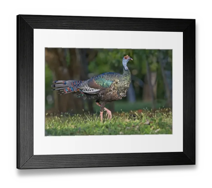 Framed Print : Ocellated Turkey Agriocharis ocellata magnificent Tikal Guatemala Framed Print : Ocellated Turkey Agriocharis ocellata magnificent Tikal Guatemala
