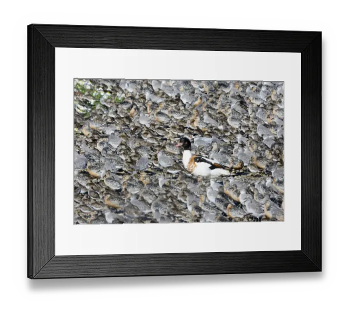 Framed Print : Shelduck Tadorna tadorna standing in middle of high tide wader roost of Knot Framed Print : Shelduck Tadorna tadorna standing in middle of high tide wader roost of Knot