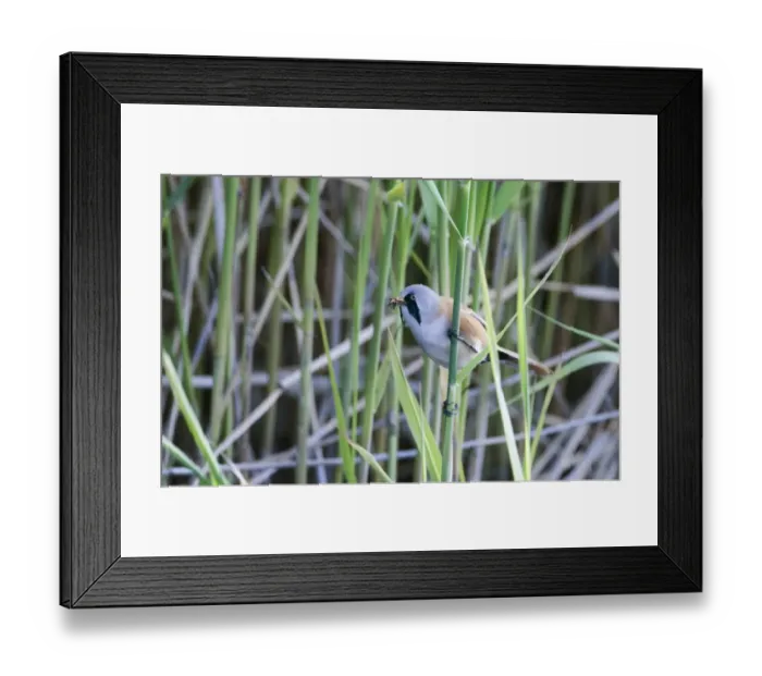 Framed Print : Bearded Tit Panurus biarmicus male with food for chicks Cley Norfolk May