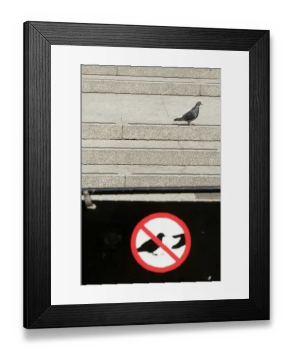 Framed Print : Feral Pigeon and Do Not Feed Pigeons sign in Trafalgar Square London Framed Print : Feral Pigeon and Do Not Feed Pigeons sign in Trafalgar Square London