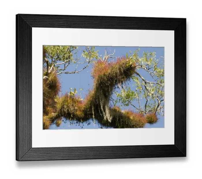 Framed Print : Rainforest tree covered in epiphytes Tikal Guatemala Framed Print : Rainforest tree covered in epiphytes Tikal Guatemala