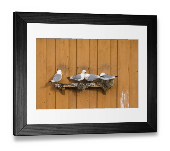 Framed Print : Kittiwakes Risa tidactyla nesting on nest ledge on side of building in Vado, Varanger Framed Print : Kittiwakes Risa tidactyla nesting on nest ledge on side of building in Vado, Varanger