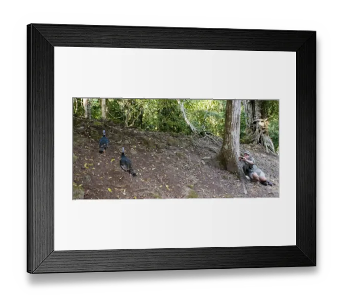 Framed Print : Mark Cocker photographing Ocellated Turkeys at Tikal Guatemala Framed Print : Mark Cocker photographing Ocellated Turkeys at Tikal Guatemala