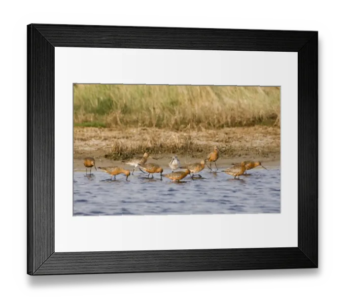 Framed Print : Bar-tailed Godwit Limosa lapponica in breeding plumage Salthouse Norfolk April Framed Print : Bar-tailed Godwit Limosa lapponica in breeding plumage Salthouse Norfolk April