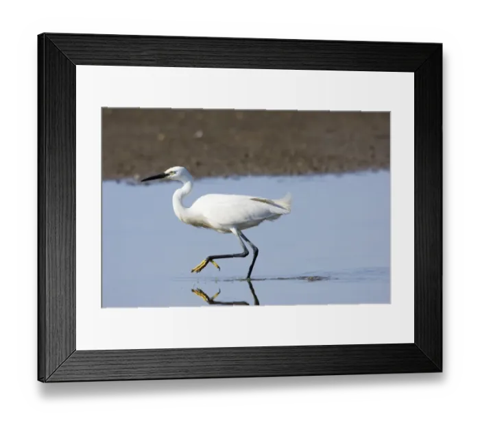 Framed Print : Little Egret Egretta garzetta Titchwell RSPB Reserve Norfolk August Framed Print : Little Egret Egretta garzetta Titchwell RSPB Reserve Norfolk August
