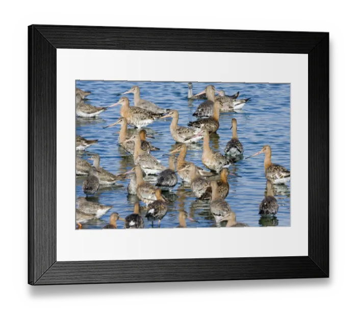Framed Print : Black-tailed Godwits Limosa limosa in high tide roost at Snettisham RSPB Reserve Framed Print : Black-tailed Godwits Limosa limosa in high tide roost at Snettisham RSPB Reserve