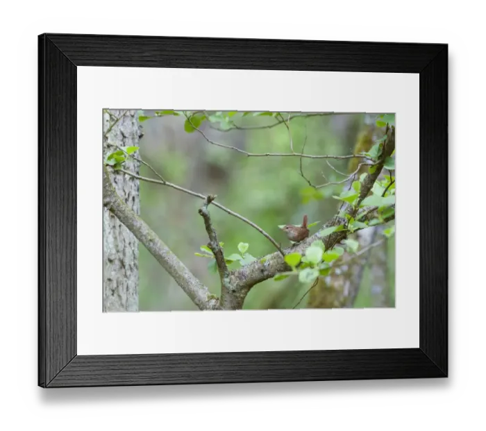 Framed Print : Wren Troglodytes troglodytes in woodland Norfolk April Framed Print : Wren Troglodytes troglodytes in woodland Norfolk April