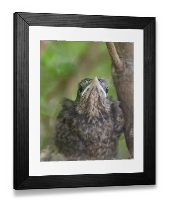 Framed Print : young Blackbird Turdus merula in nest in garden UK