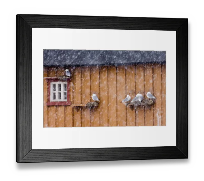 Framed Print : Kittiwakes Rissa tridactyla in blizzard, nesting on building in Vado Arctic Norway March Framed Print : Kittiwakes Rissa tridactyla in blizzard, nesting on building in Vado Arctic Norway March