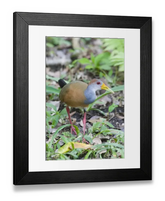 Framed Print : Grey necked Wood Rail Aramides cajanea Tikal Guatemala Framed Print : Grey necked Wood Rail Aramides cajanea Tikal Guatemala